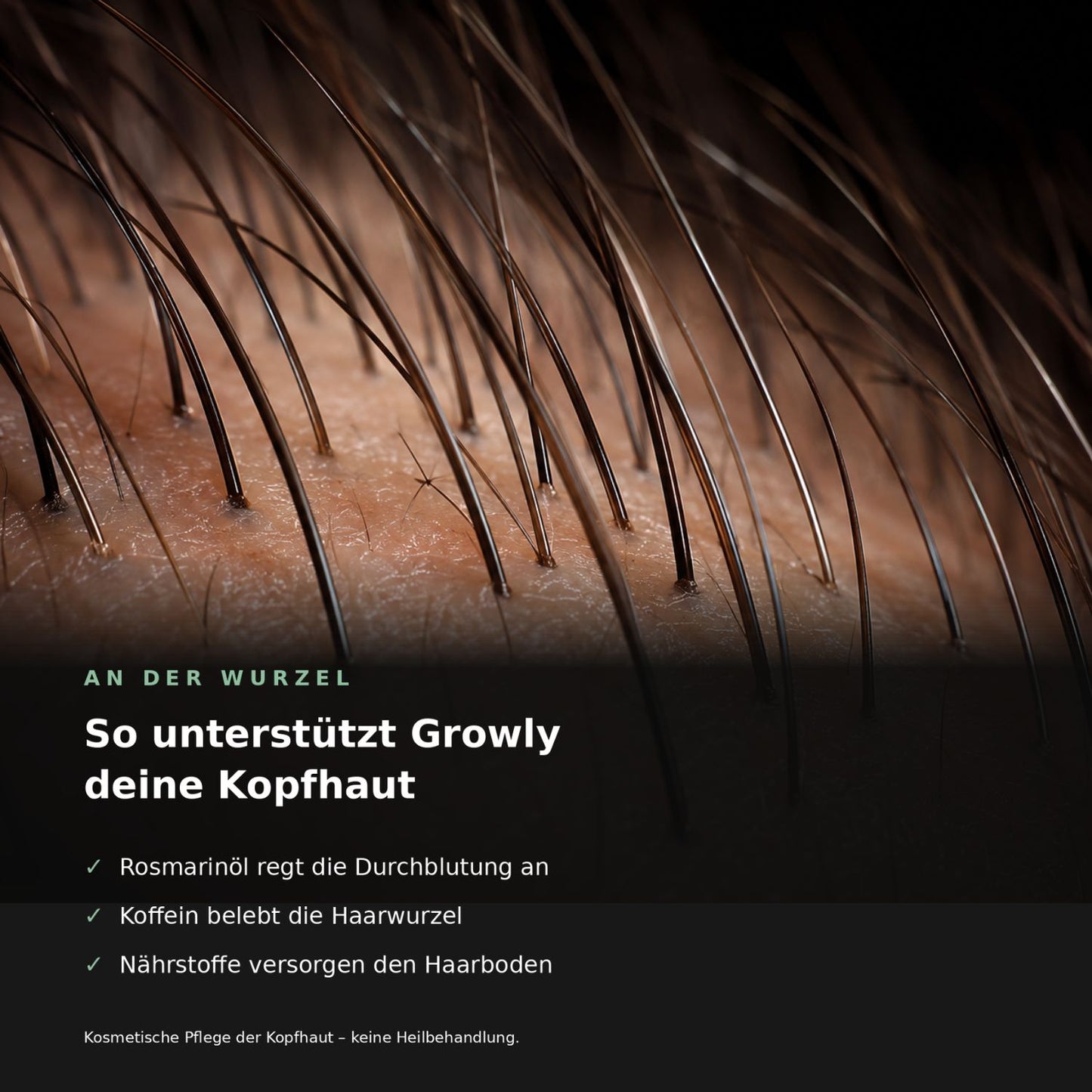 Nahaufnahme Haarwurzel und Kopfhaut – so unterstützt Growly Rosmarinöl die Durchblutung
